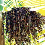 Nahaufnahme eines Zweigs mit zahlreichen dunklen und grünen Beeren