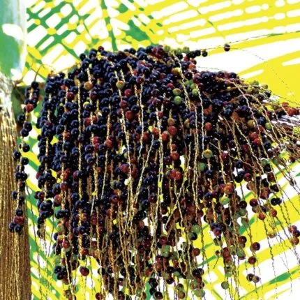 Nahaufnahme eines Zweigs mit zahlreichen dunklen und grünen Beeren