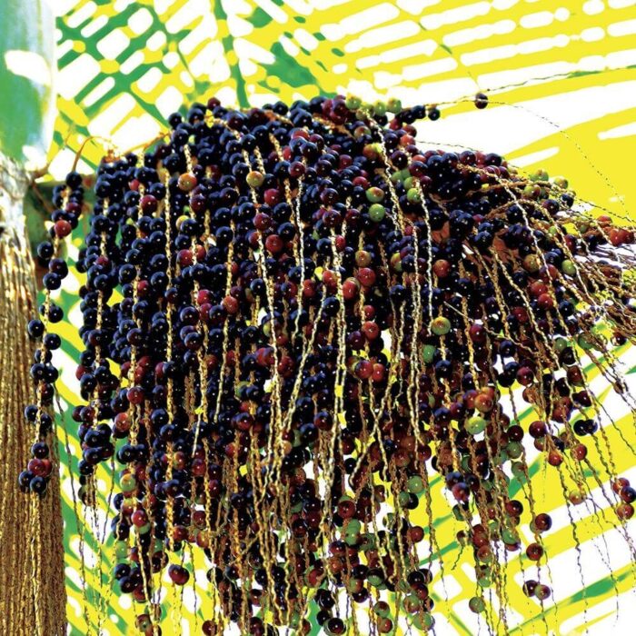 Nahaufnahme eines Zweigs mit zahlreichen dunklen und grünen Beeren
