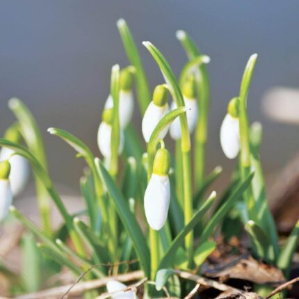 Nahaufnahme weißer Schneeglöckchen mit grünen Blättern