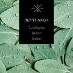 Duftnote-Eukalyptus.jpg