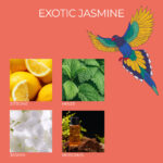 FK-ExoticJasmine-DUFTNOTEN-jpg.jpg
