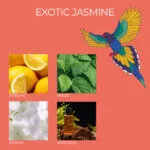 FK-ExoticJasmine-DUFTNOTEN-jpg.jpg