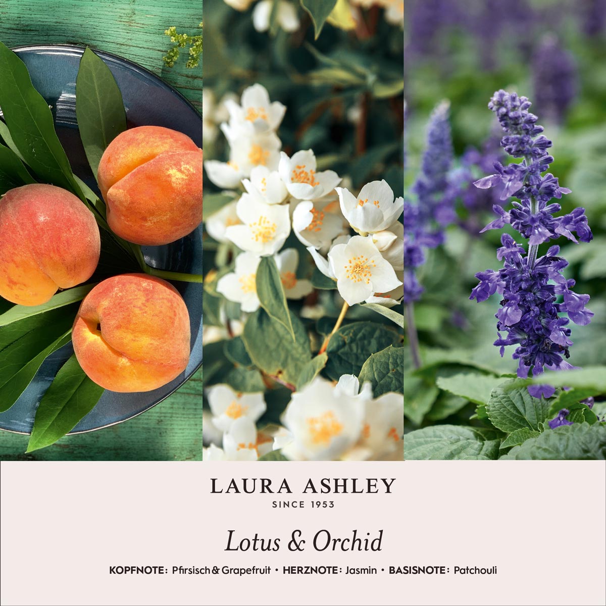 LauraAshley-Duftnotenbilder-Lotus-Orchid-jpg-gGpb.jpg