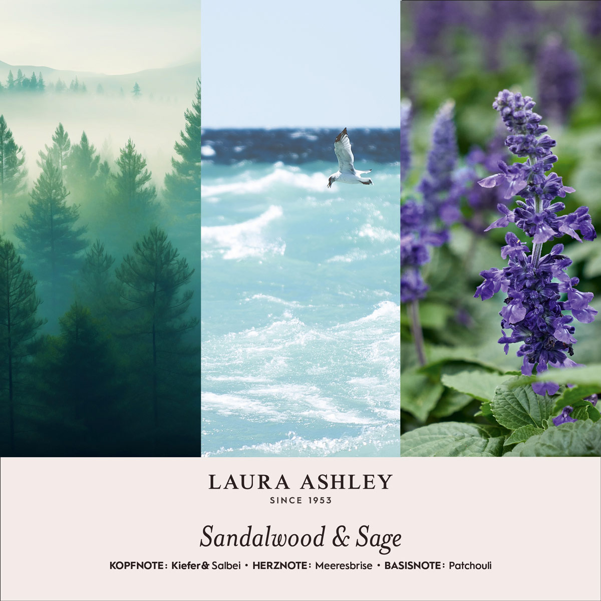 LauraAshley-Duftnotenbilder-Sandalwood-Sage-jpg-6kv3.jpg
