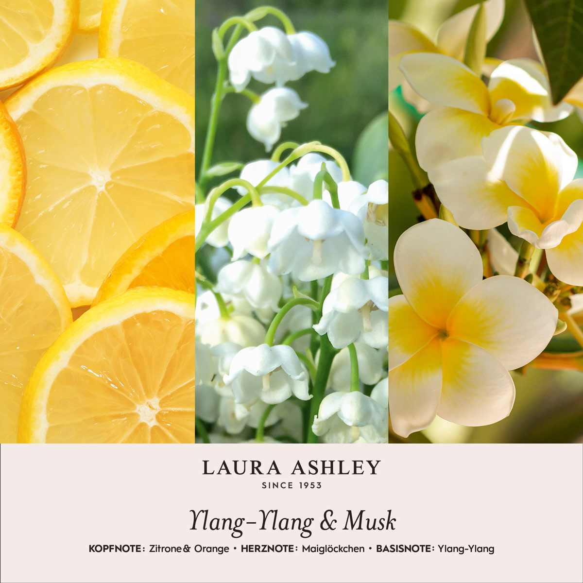 LauraAshley-Duftnotenbilder-YlangYlang-Musk-jpg-dmww.jpg