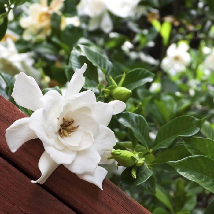 Gardenia Kerze im Glas auf einem Tisch neben brennender Kerze