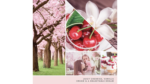Collage mit Kirschbaum, Kirschen, weißen Blüten und Kirschdessert