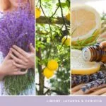 Dreiteilige Duftdarstellung mit Lavendel, Zitronen und Pflegeölen