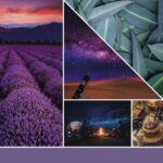 Collage mit Lavendelfeld, Sternenhimmel, Pflanzenblättern, Wüste und Lagerfeuer
