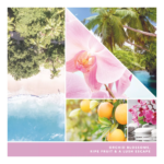 Wild Orchid 37g – Produktansicht